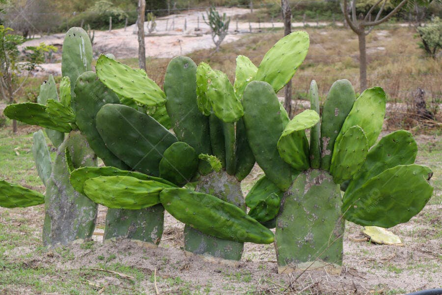 Cacto palma verde vibrante em paisagem semiárida rural