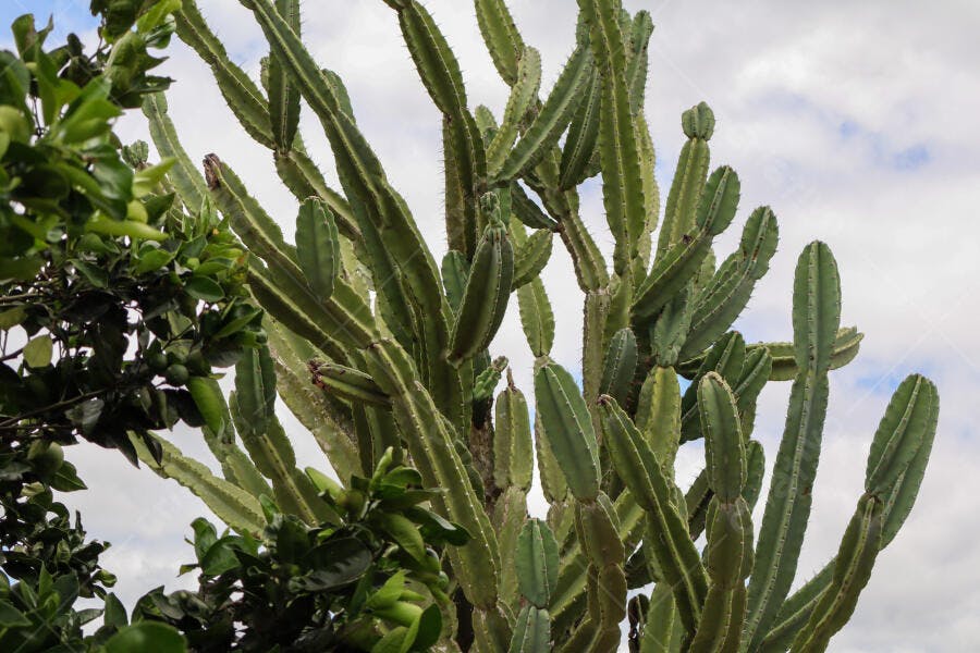 Cacto verde alto e ramificado sob céu azul nublado com folhagem exuberante