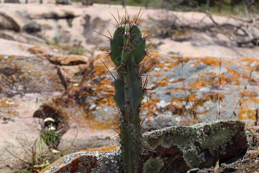 Cacto verde solitário com espinhos afiados em paisagem rochosa árida