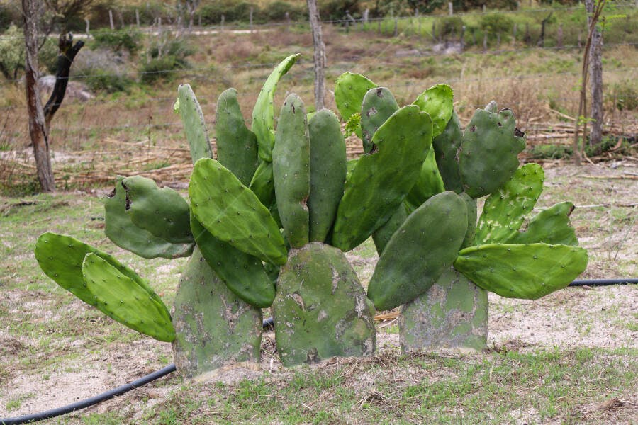 Cacto Opuntia verde robusto em paisagem semiárida rural