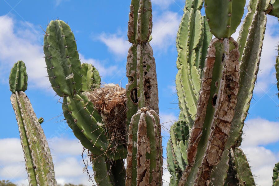 Cactos altos com ninho de pássaro sob céu azul claro