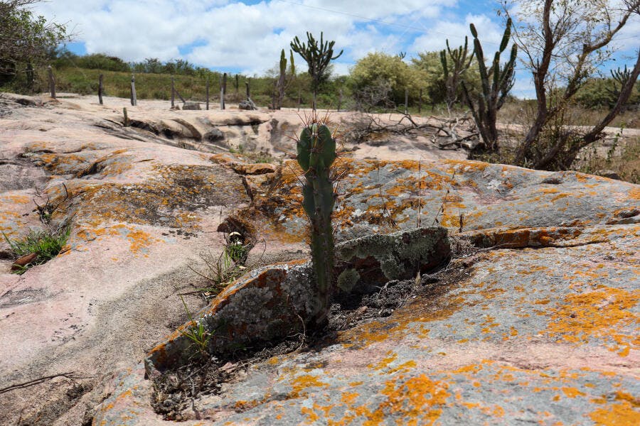Cactus verde crescendo em rocha com líquens laranja sob céu azul