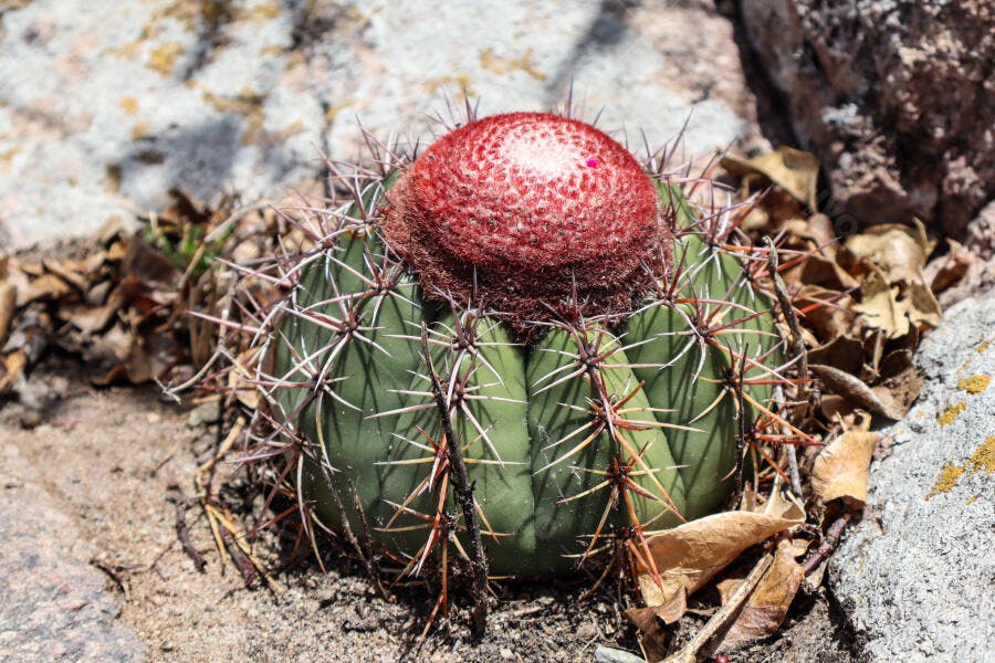 Cacto redondo verde com topo vermelho e espinhos afiados em solo rochoso