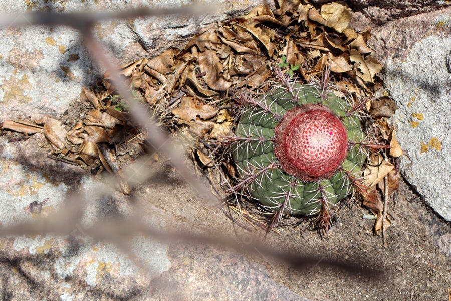 Cacto suculento verde com topo vermelho em solo rochoso e folhas secas