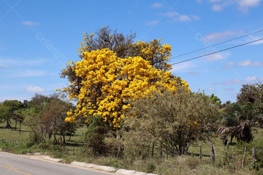 Ipê amarelo florido em paisagem rural ensolarada estrada e céu azul