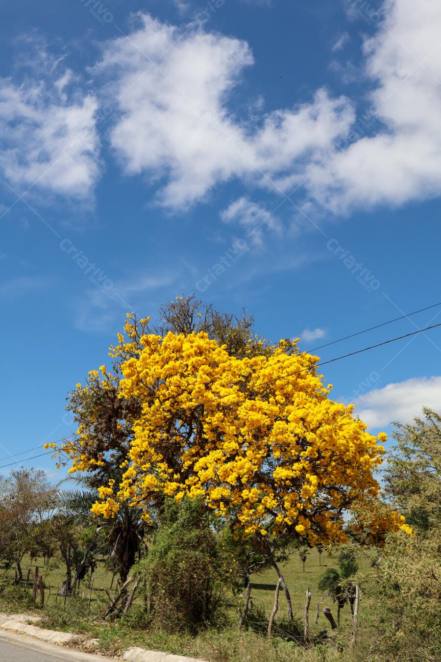 Ipê amarelo gigante em plena florada debaixo de céu azul e nuvens brancas