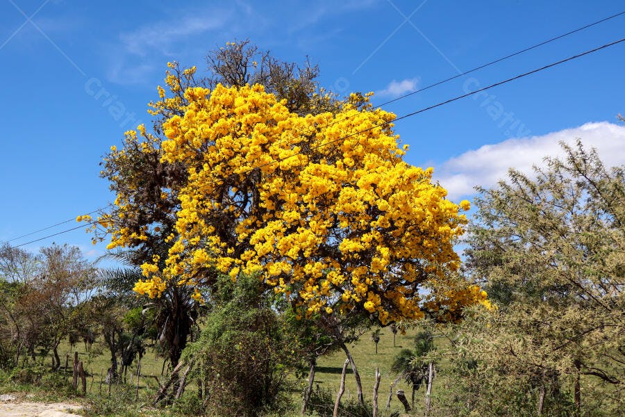 Ipê amarelo florido em paisagem rural sob céu azul claro