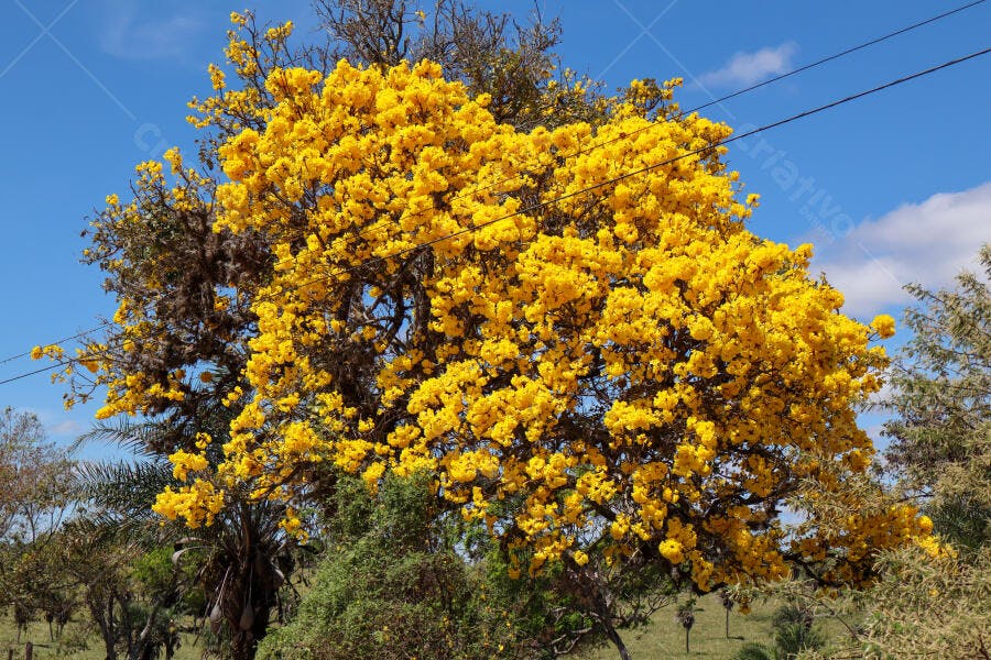 Ipê amarelo florido vibrante sob céu azul claro