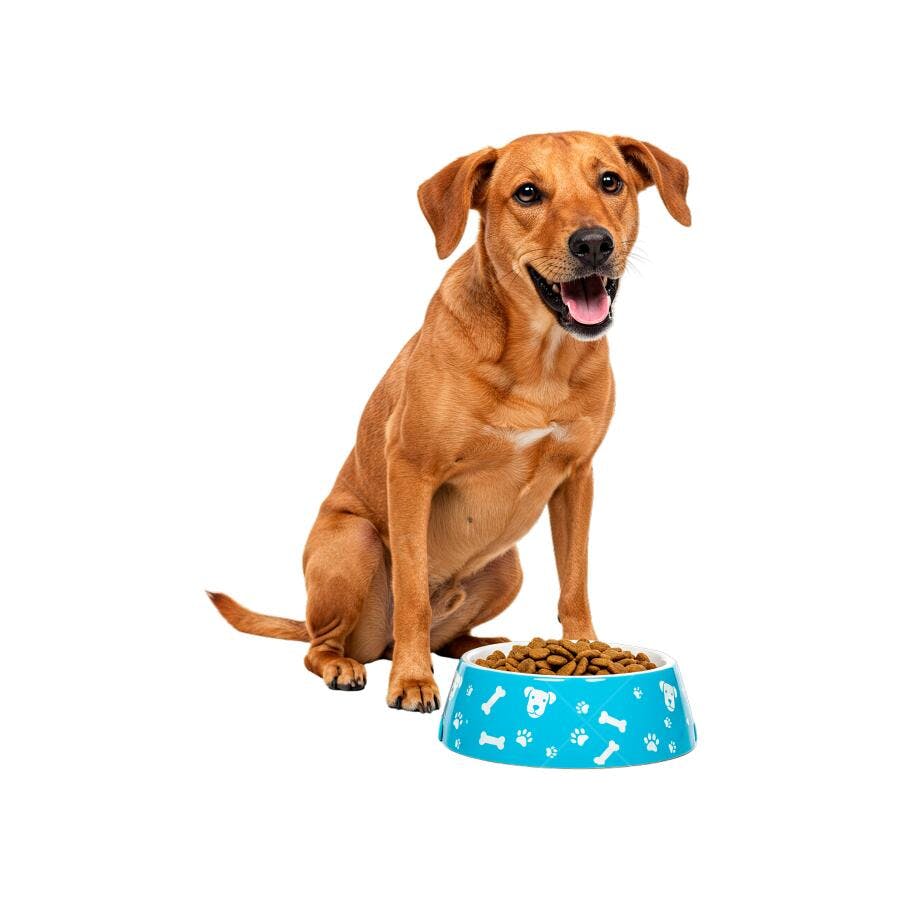 Imagem Cachorro Feliz com Tigela de Ração Azul PNG com fundo transparente