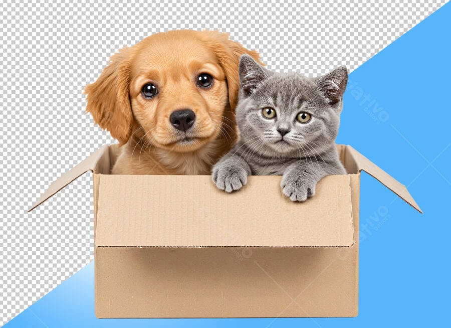 Foto Filhotes Cachorro Dourado Gato Cinza Caixa Papelão PNG com fundo transparente