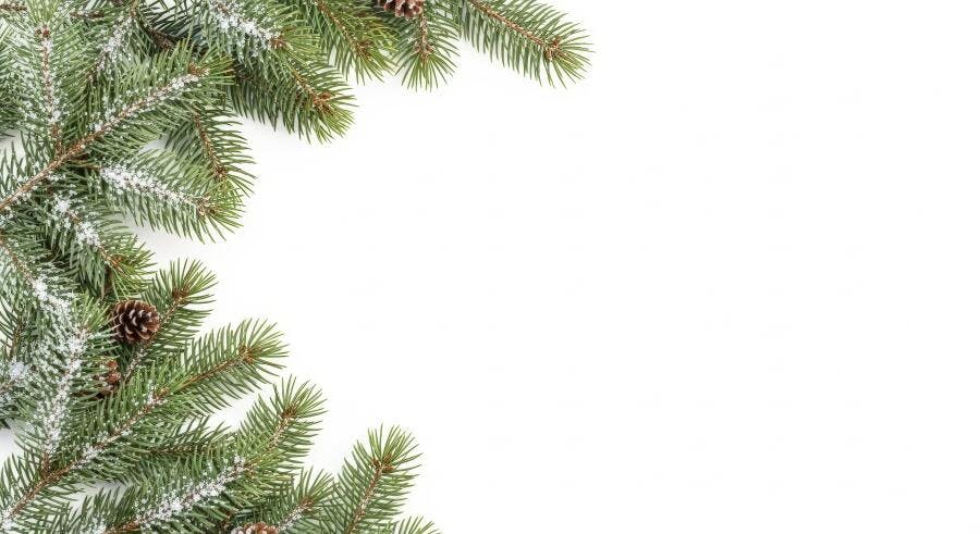 Ramos de pinheiro nevados com pinhas verdes para Natal