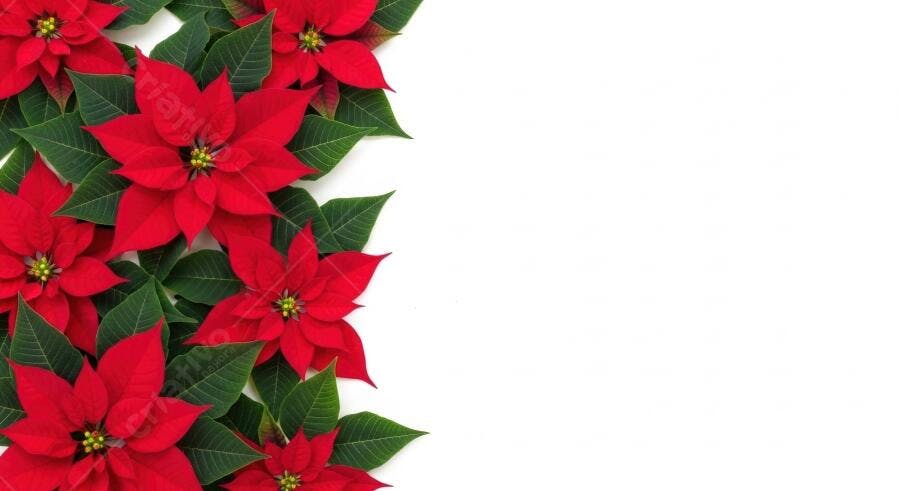 Flor de Natal vermelha e verde borda festiva branca