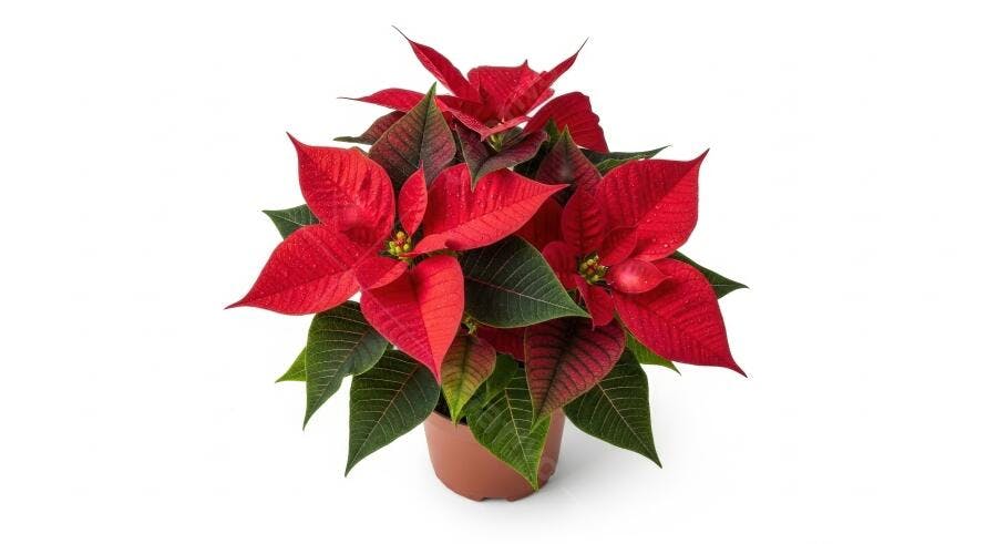 Poinsétia vermelha e verde em vaso marrom para Natal
