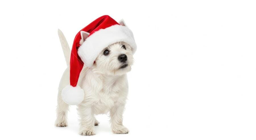 Filhote Westie branco com chapéu de Papai Noel olhar curioso Natal