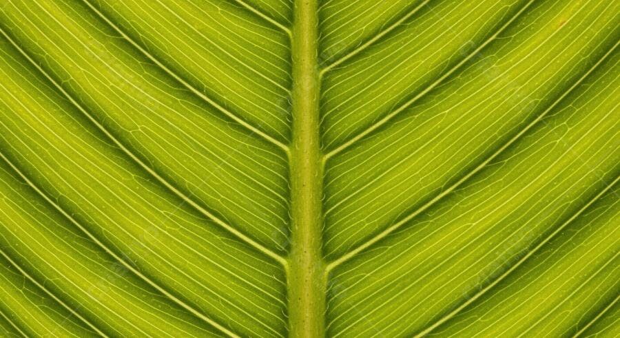 Textura folha verde vibrante detalhada para fundo orgânico