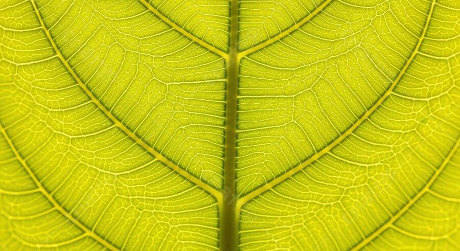 Textura folha verde limão vibrante detalhada para fundo orgânico