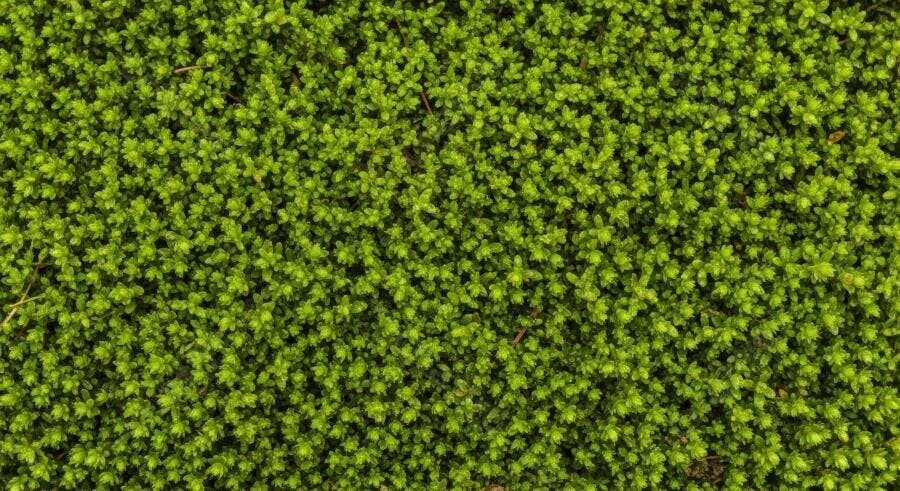 Textura musgo verde vibrante para paisagens 3D fluidas