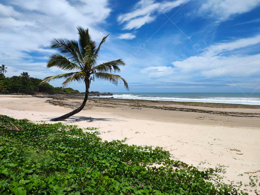 Palmeira curvilínea em praia tropical com mar azul e areia clara