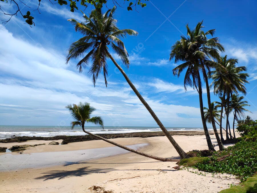 Coqueiros na praia de areia branca com mar azul sob céu claro