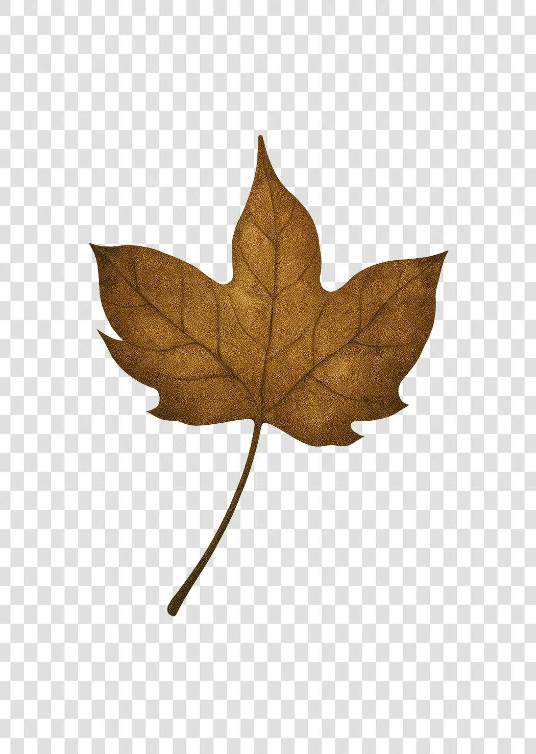 Folha Seca Outono PNG com fundo transparente