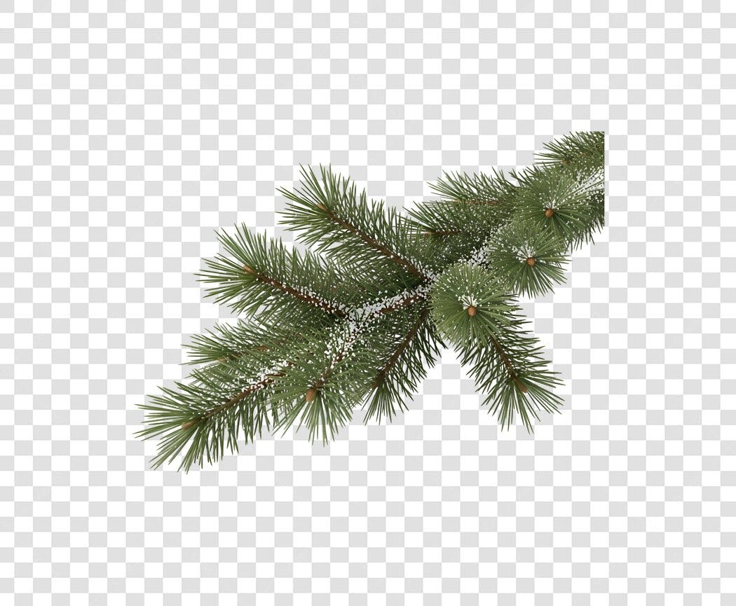 Ramo de Pinheiro de Natal com Neve Elemento Gráfico PNG com fundo transparente