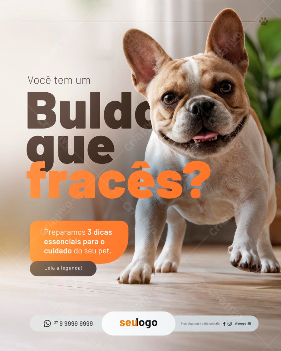 Flyer Dicas para Cuidado de Bulldog Francês PSD Editável
