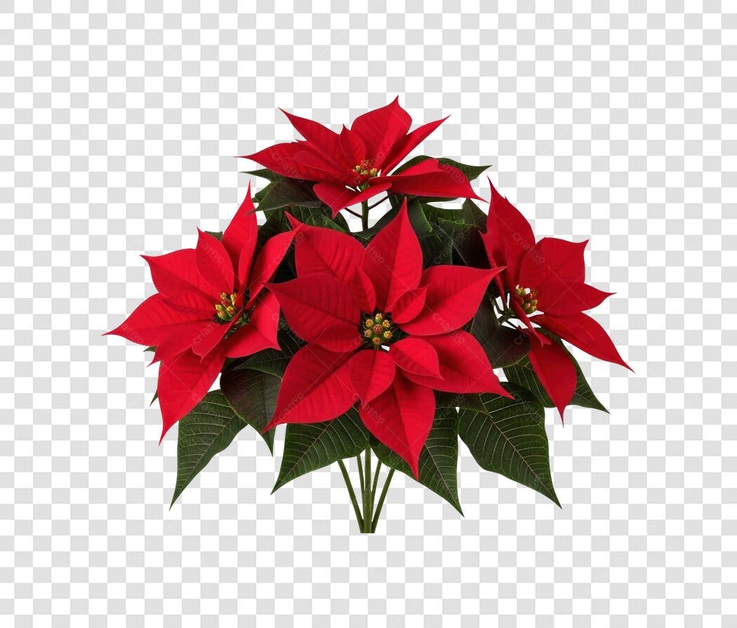Flor de Natal Poinsettia vermelha para decoração de Festas PNG com fundo transparente