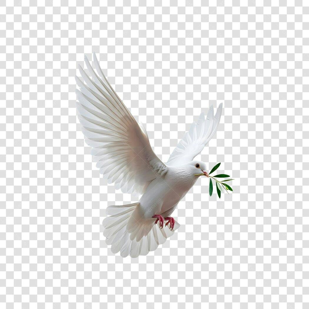 Ilustração Pomba Branca com Ramo de Oliveira Paz Esperança PNG com fundo transparente