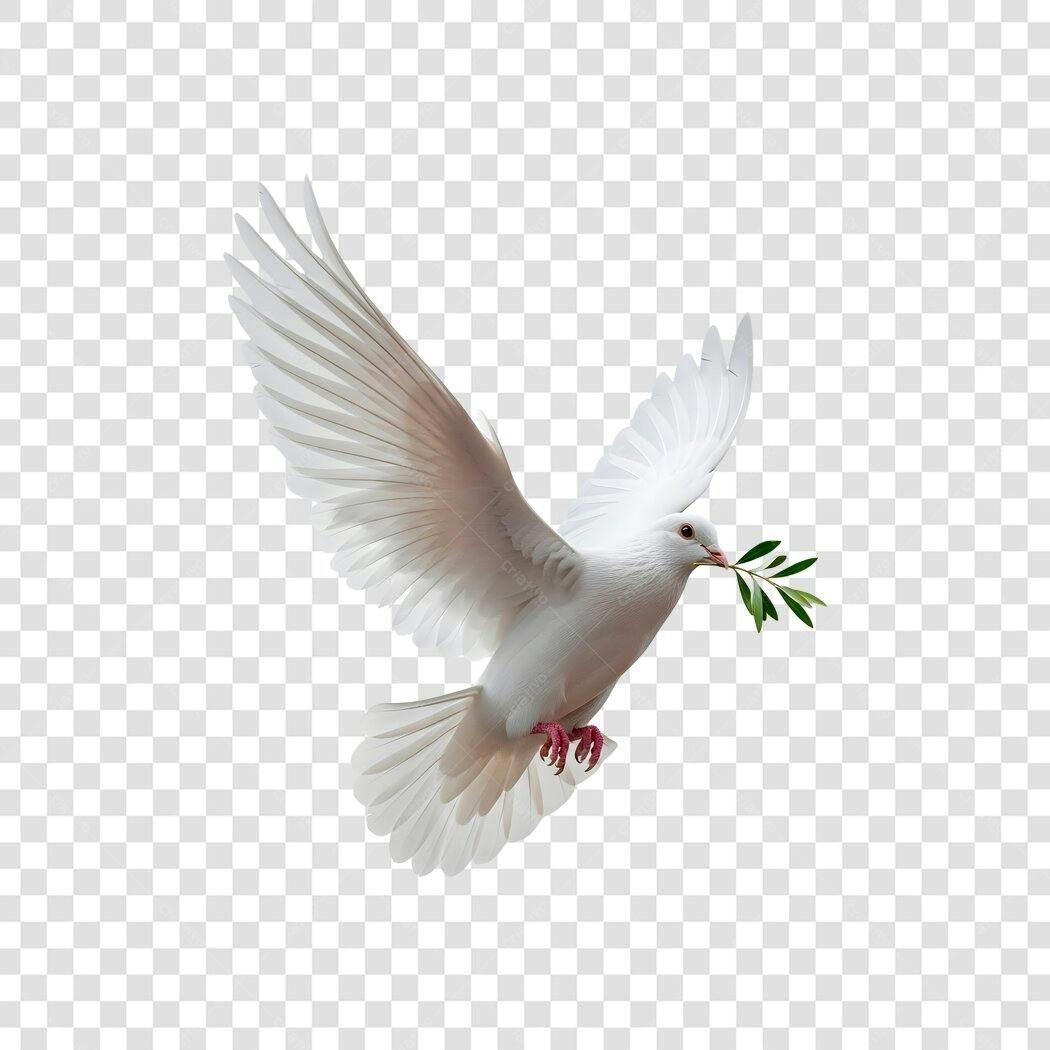 Símbolo de Paz Pomba Branca voando com ramo de oliveira PNG com fundo transparente