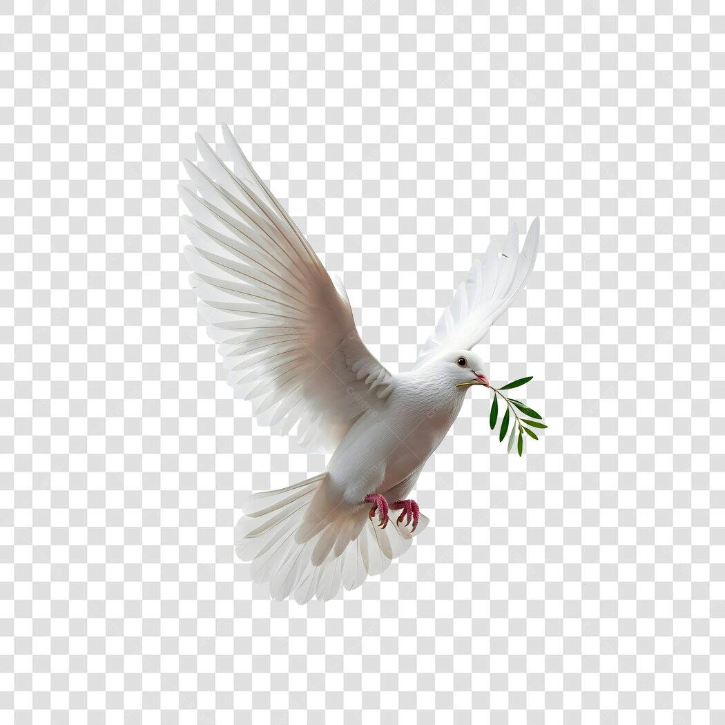 Imagem Pomba da Paz Branca com Ramo de Oliveira Verde PNG com fundo transparente