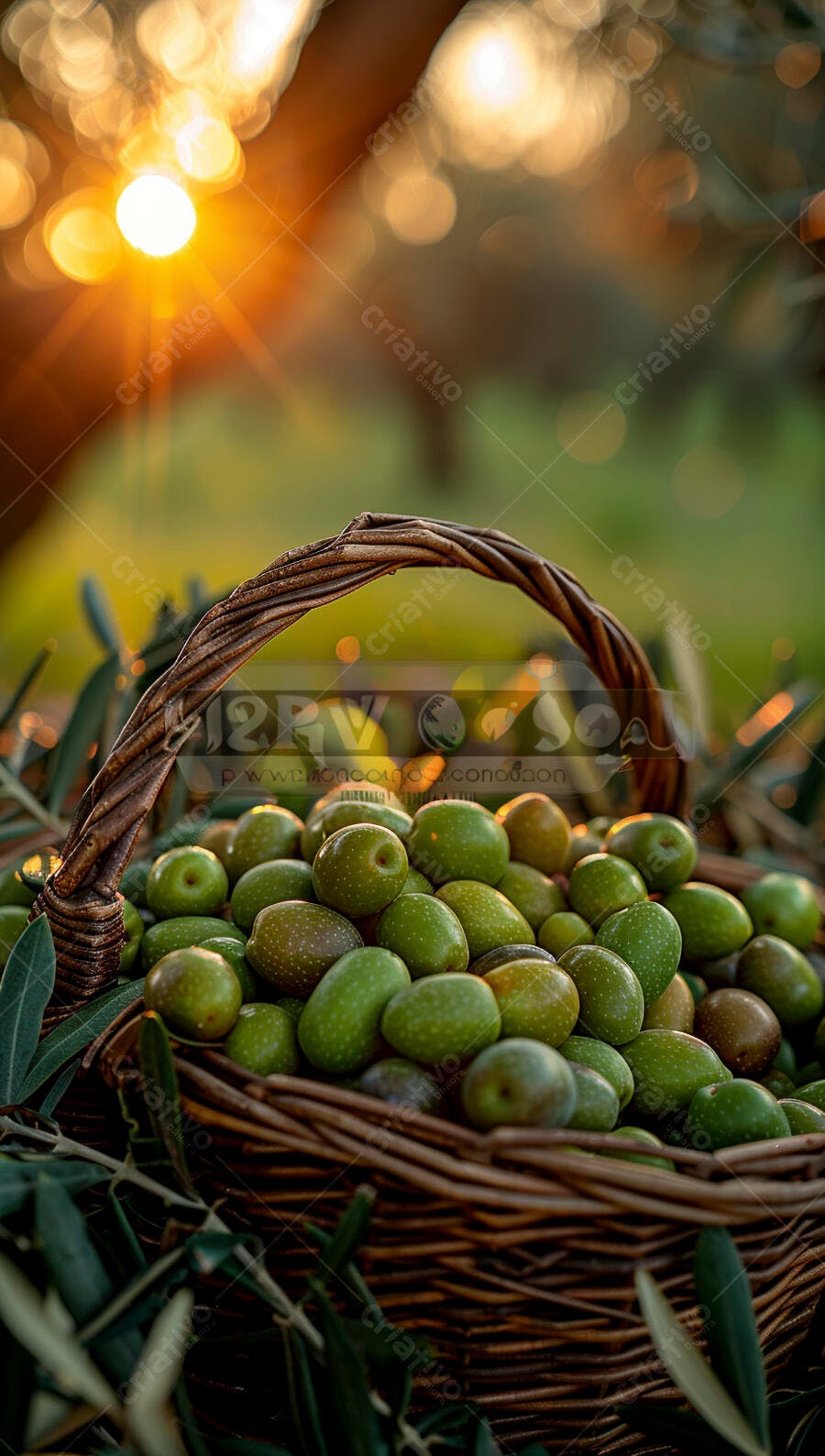 Foto Cesta de Azeitonas Verdes Colhidas Campo Dourado