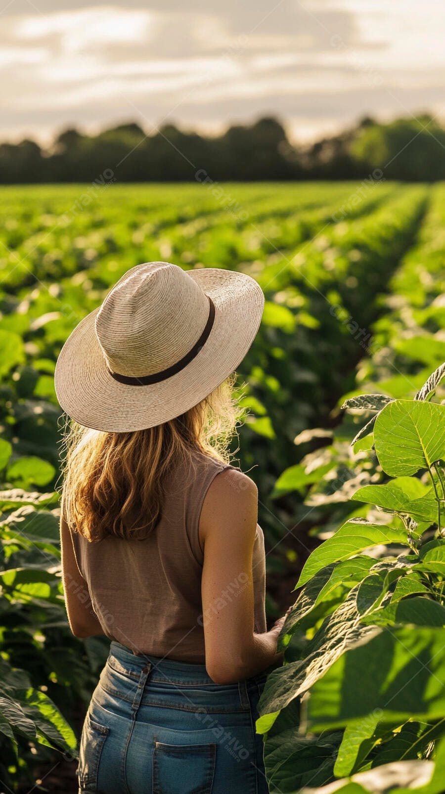 Foto Mulher Chapéu Observando Plantação Agronegócio Pôr do Sol