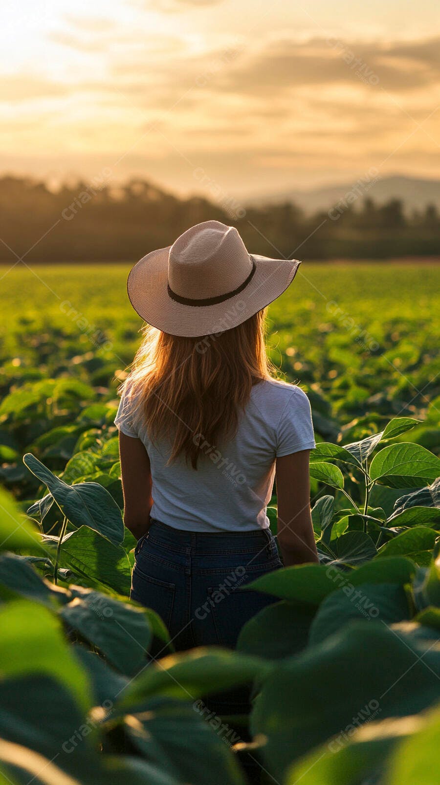 Foto Mulher Chapéu Observando Plantação Pôr do Sol Campo