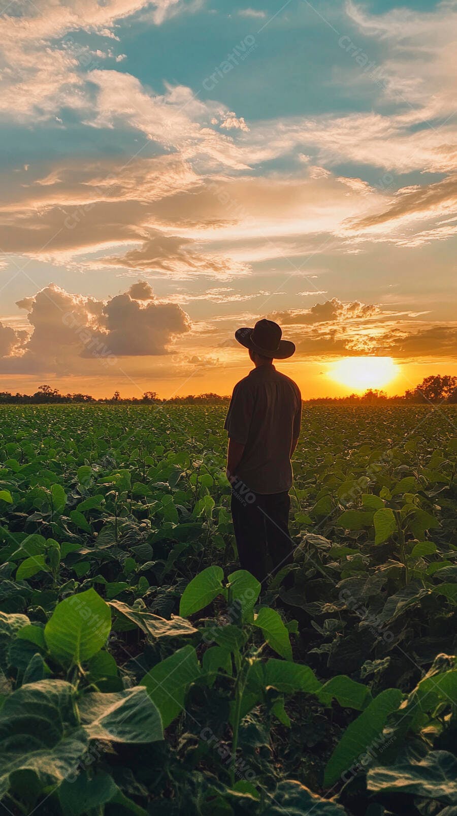 Foto Agricultor Campo Plantação Pôr do Sol Dourado