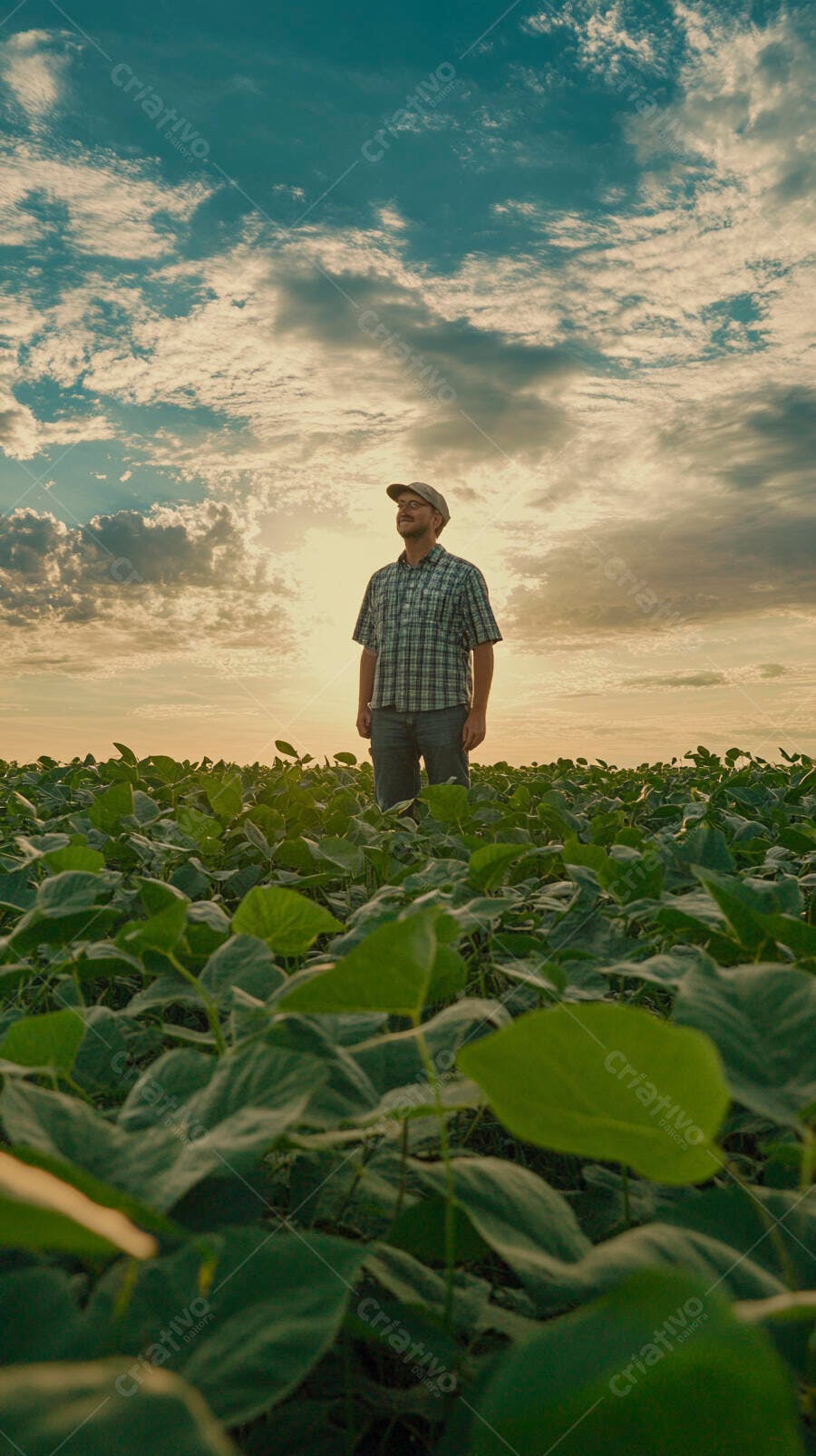 Foto Agricultor Campo de Soja Pôr do Sol Agronegócio