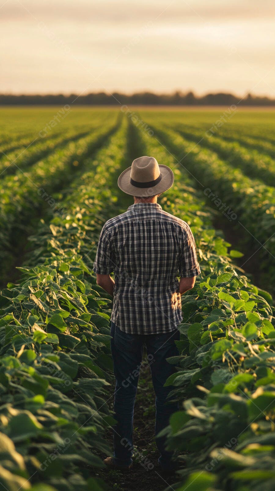 Foto Agricultor Homem Chapéu Observando Plantação Soja Pôr do Sol
