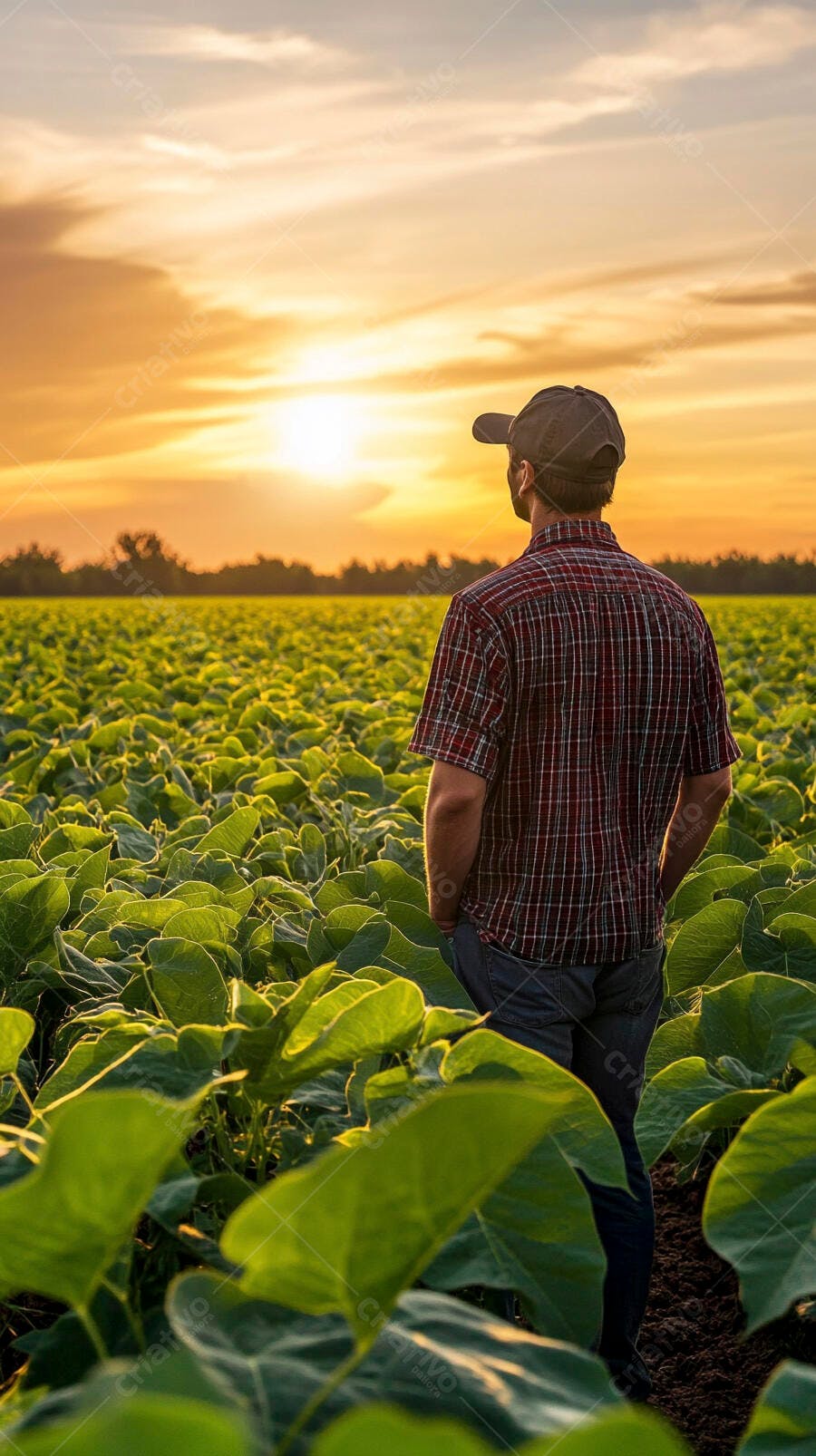 Foto Agricultor Observando Plantação ao Pôr do Sol no Campo