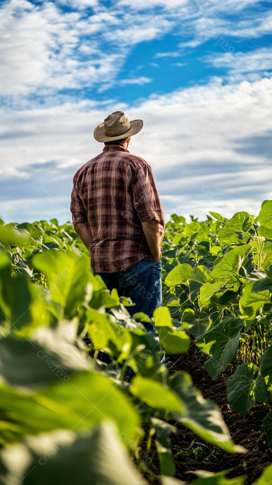 Foto Fazendeiro Chapéu Observando Plantação Agronegócio