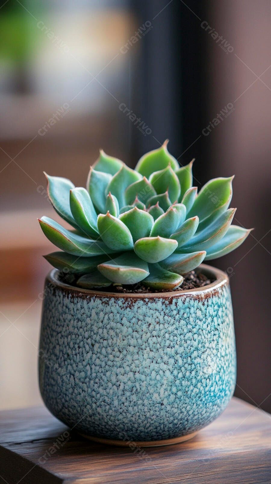 Foto Suculenta em Vaso Azul Texturizado Decoração Natural