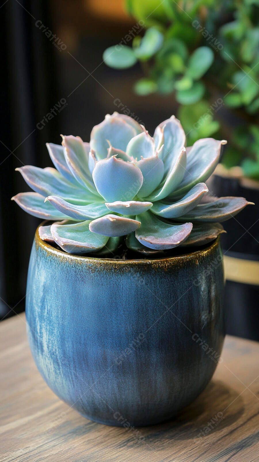 Foto Suculenta Echeveria em Vaso Azul Decoração Interna