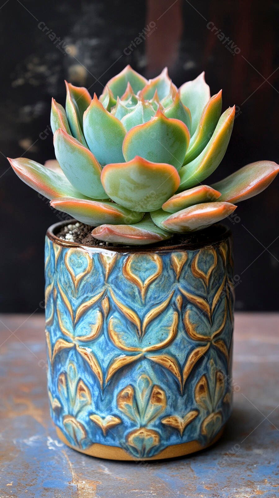 Foto Suculenta Echeveria em Vaso Azul Decorado Estúdio