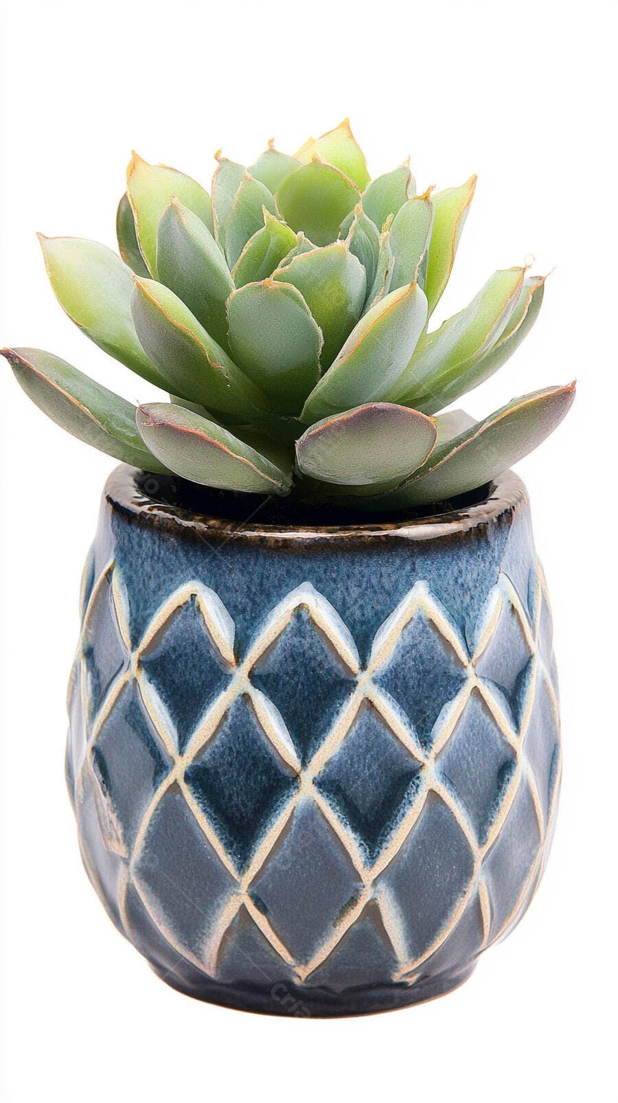 Foto Suculenta Echeveria Vaso Cerâmica Azul Texturizado