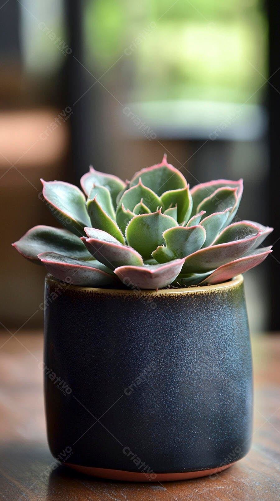 Foto Suculenta Echeveria Vaso Cerâmica Escuro Decoração