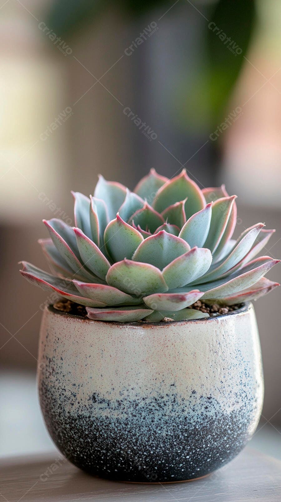 Foto Suculenta Echeveria Vaso Cerâmica Detalhe Natural
