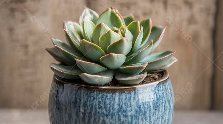 Foto Suculenta Echeveria Vaso Cerâmica Azul Fundo Neutro