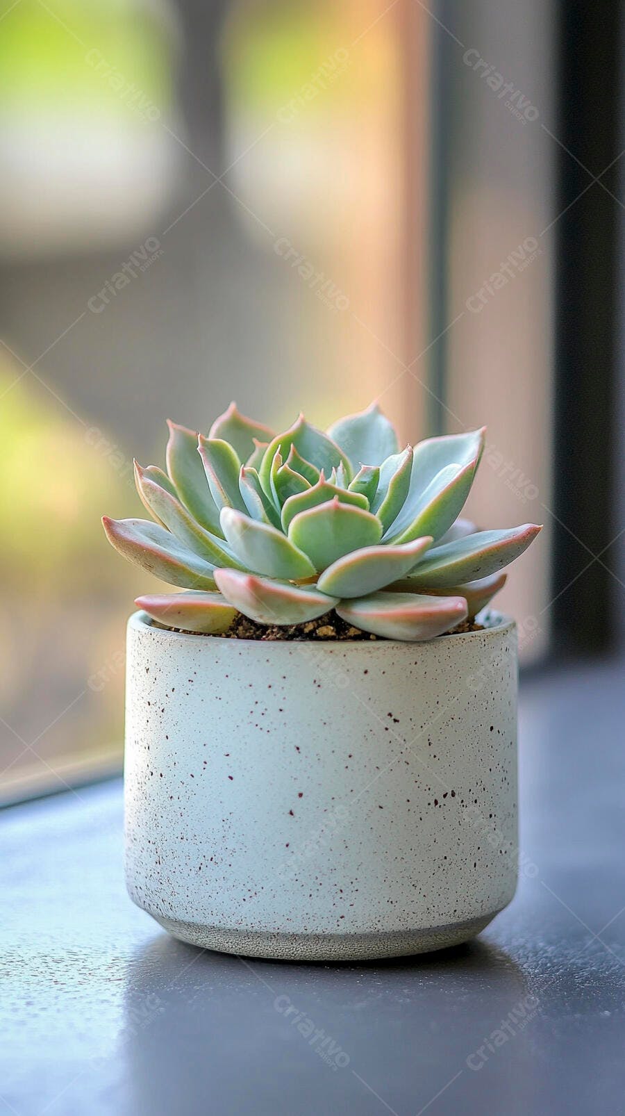 Foto Suculenta em Vaso de Cimento Cinza Claro