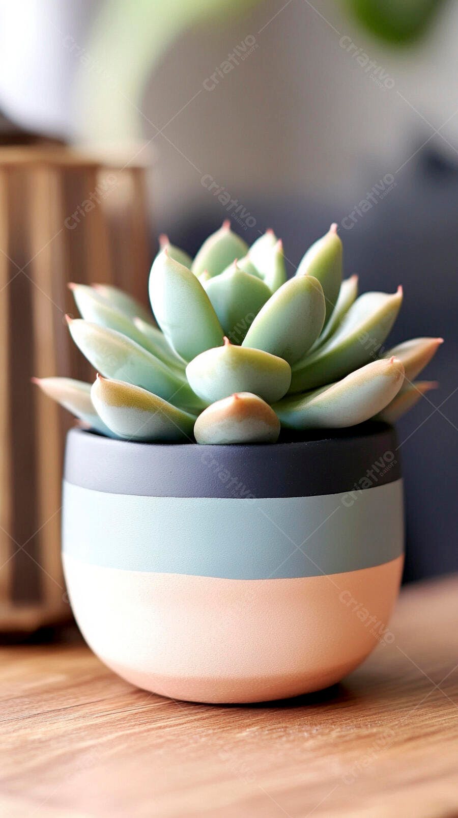 Foto Suculenta Vaso Colorido Decoração de Interiores
