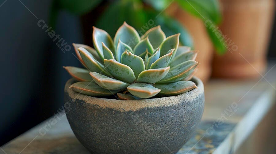 Foto Suculenta Echeveria Vaso de Cerâmica Natural