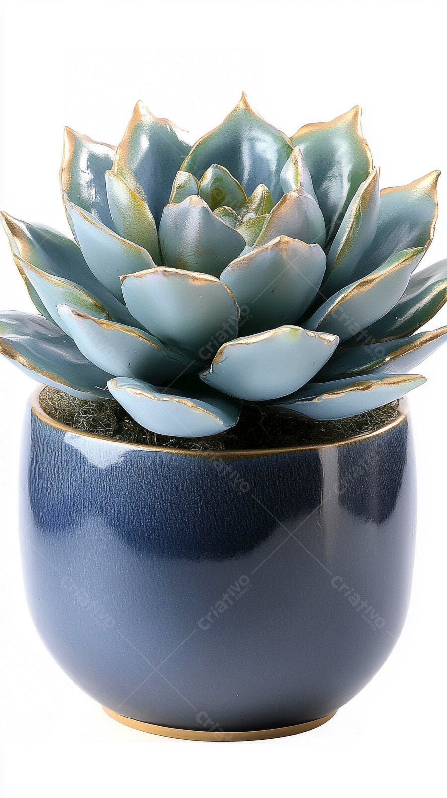 Foto Suculenta Azul Vaso Cerâmica Fundo Branco Estúdio