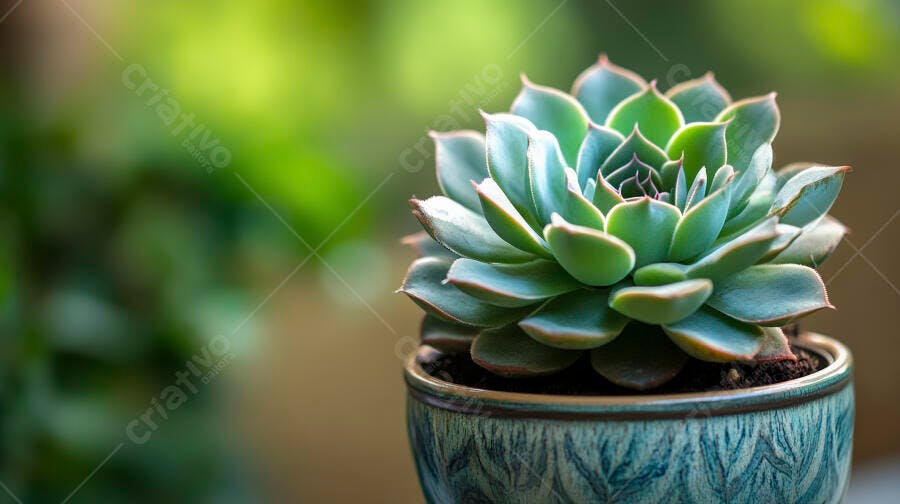 Foto Suculenta Echeveria em Vaso Azul Cerâmica Fundo Verde Desfocado